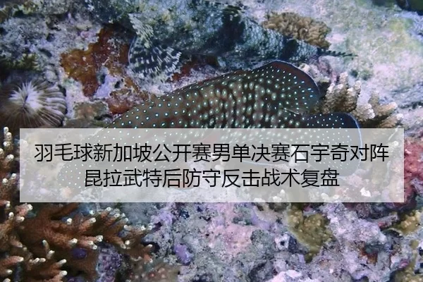 羽毛球新加坡公开赛男单决赛石宇奇对阵昆拉武特后防守反击战术复盘
